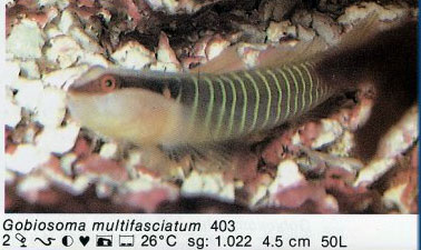 Gobiosoma multifasciatum